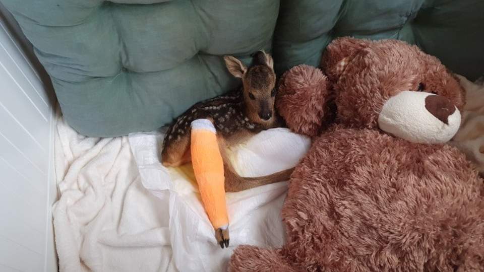 stuffed animal with broken leg