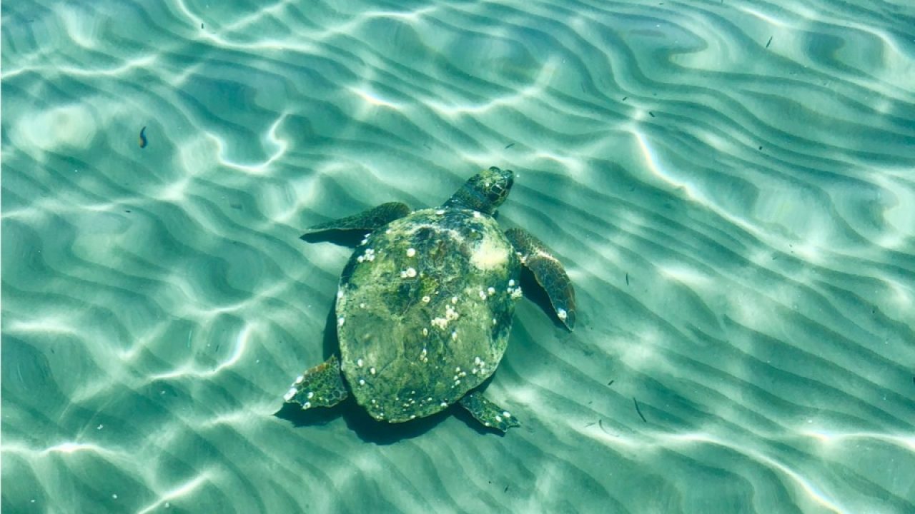 Slow Tourism Season A Boon For Endangered Turtles On Zakynthos Ekathimerini Com