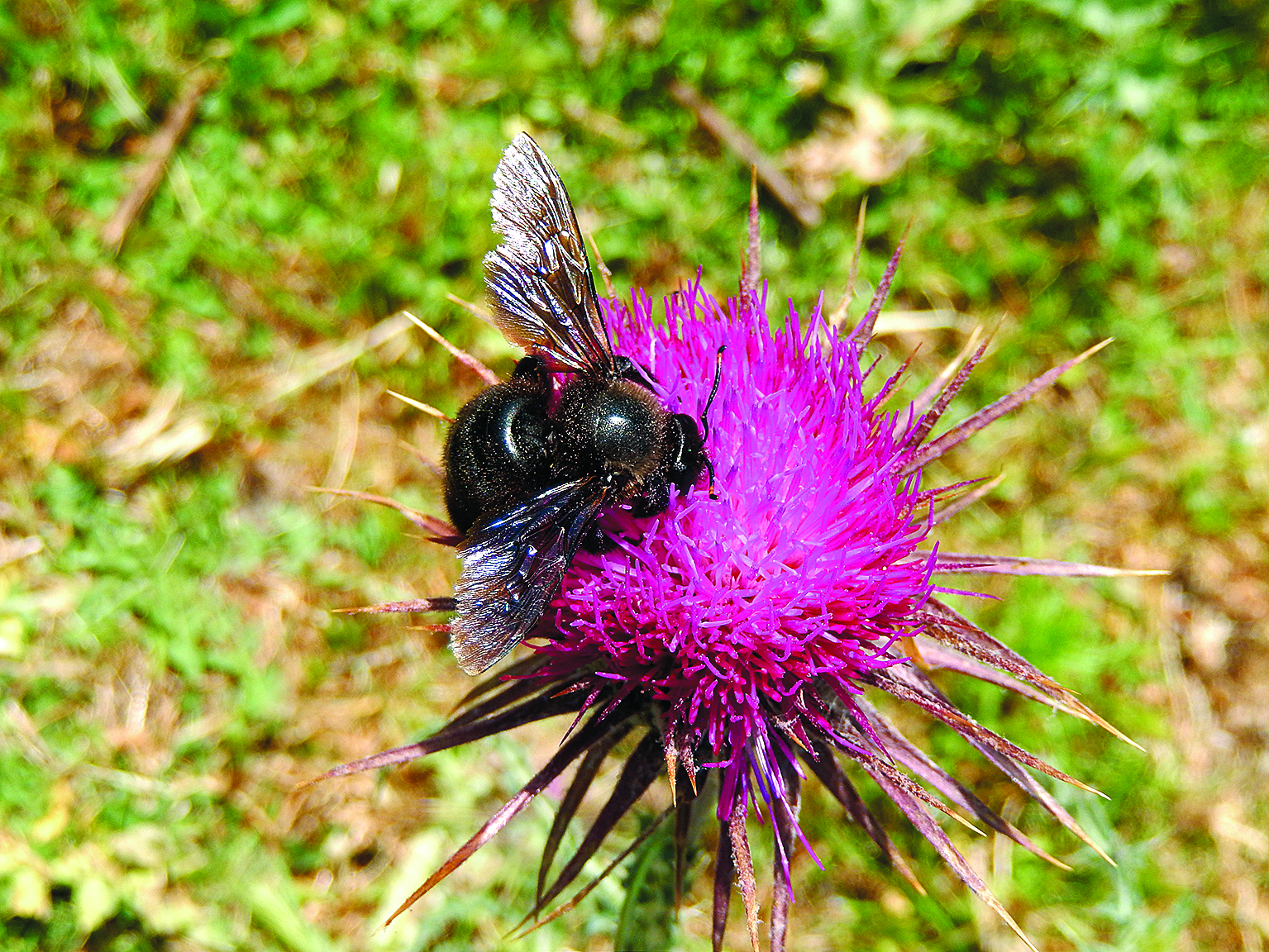 Château Galoupet: bees and biodiversity to the fore - Decanter