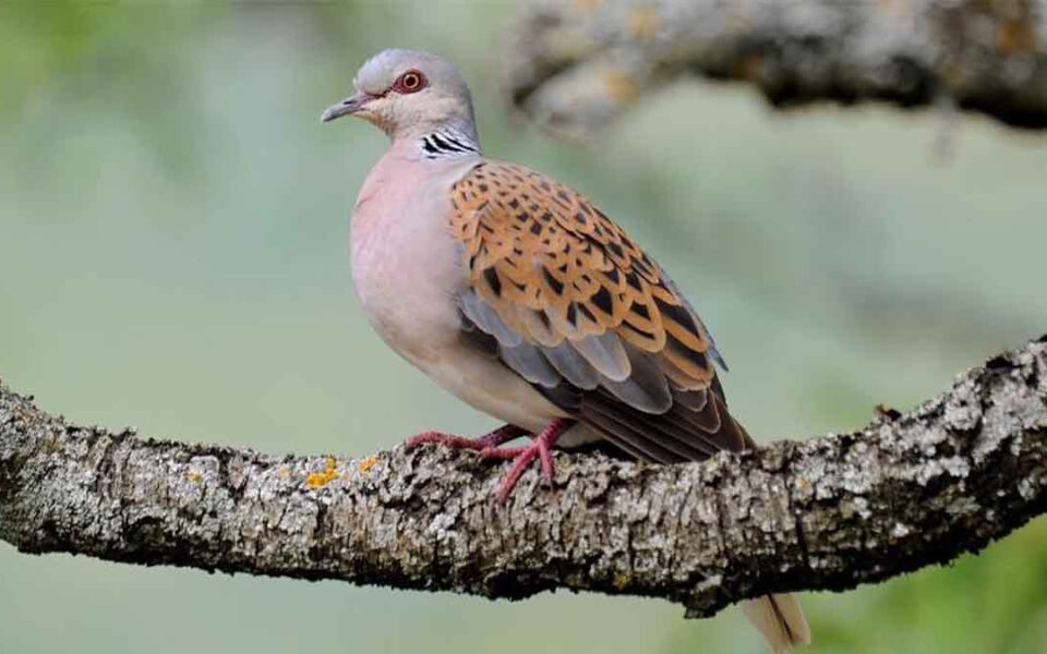 Measures adopted to protect Ionian island turtle doves