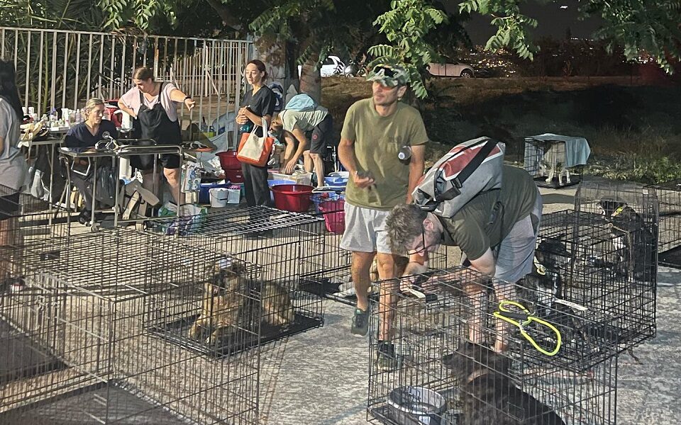 Dozens of animals rescued from East Attica fires