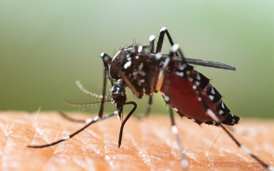 Tiger mosquito here to stay due to climate crisis
