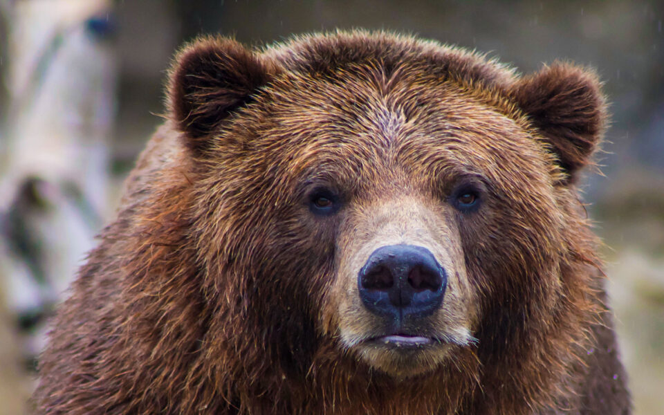 Bear attack near Arta leaves 67-year-old man injured