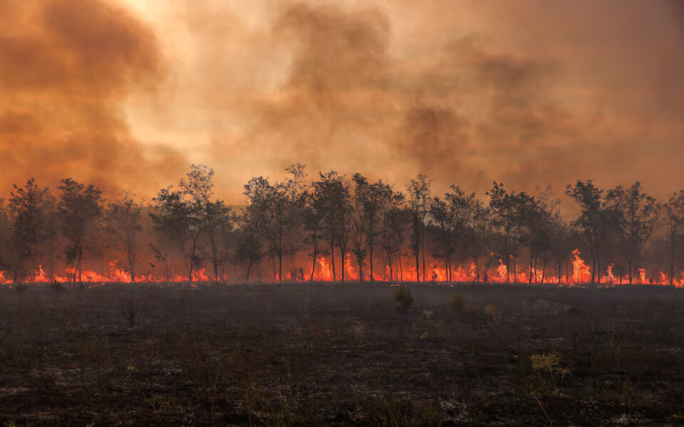 Wildfire threatens olive groves near Lesvos, eastern Aegean