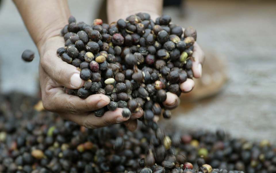 Retail price of coffee expected to rise by 5-15%