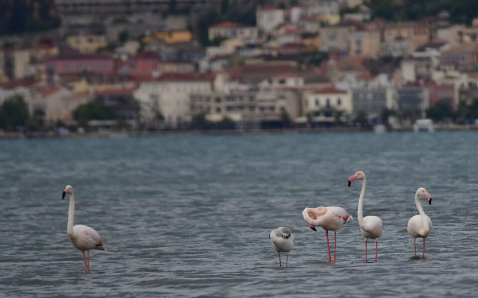 Flamingos make rest stop on long journey
