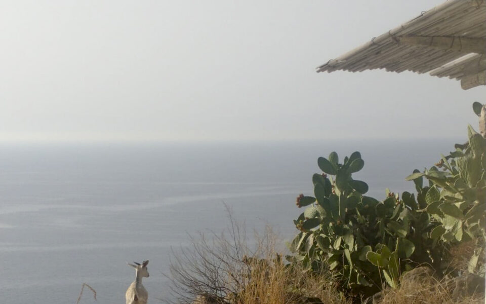 This island wants to round up its wild goats. Catching them won’t be easy