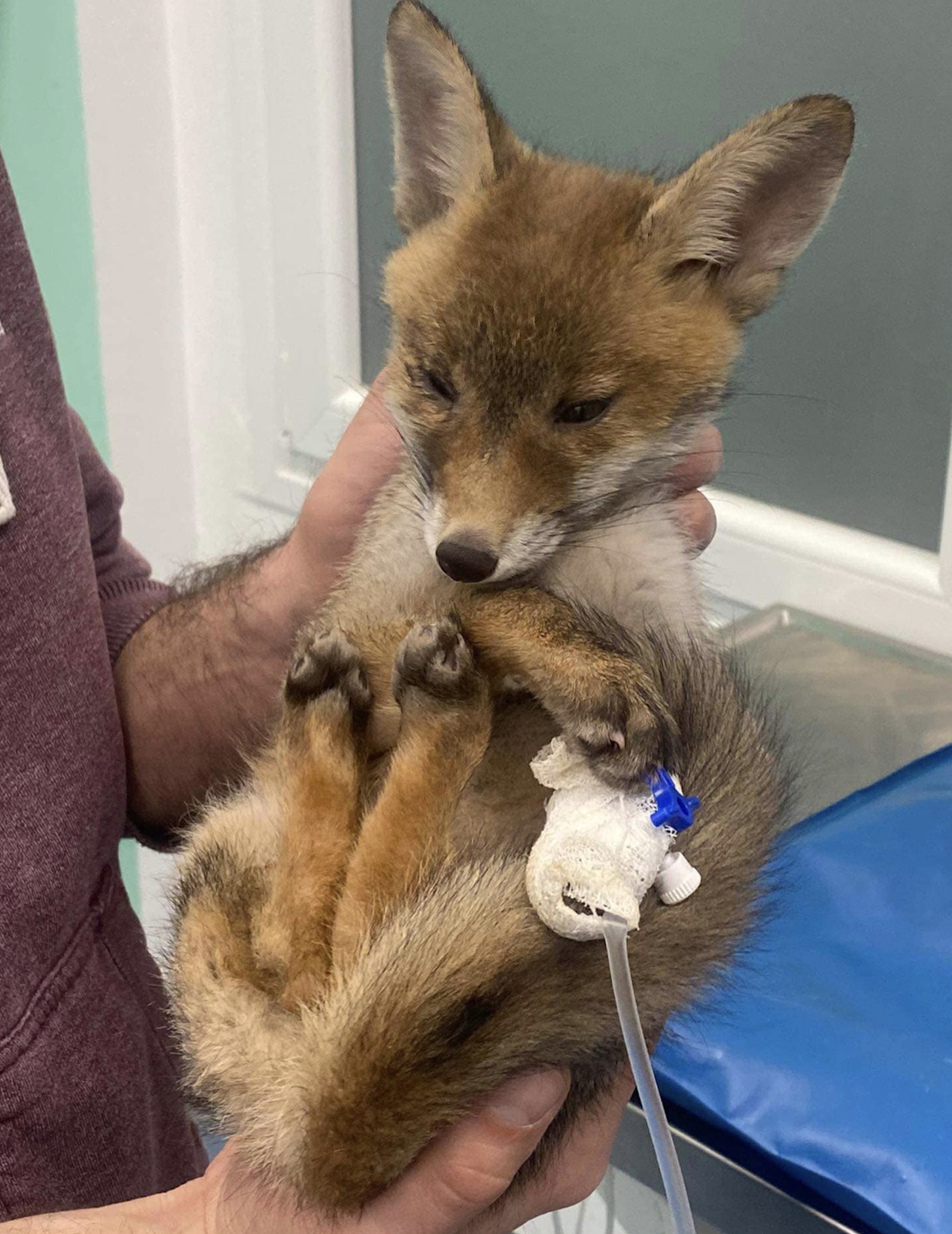 wildlife-shelter-treats-fox-hit-by-car-in-halkidiki1