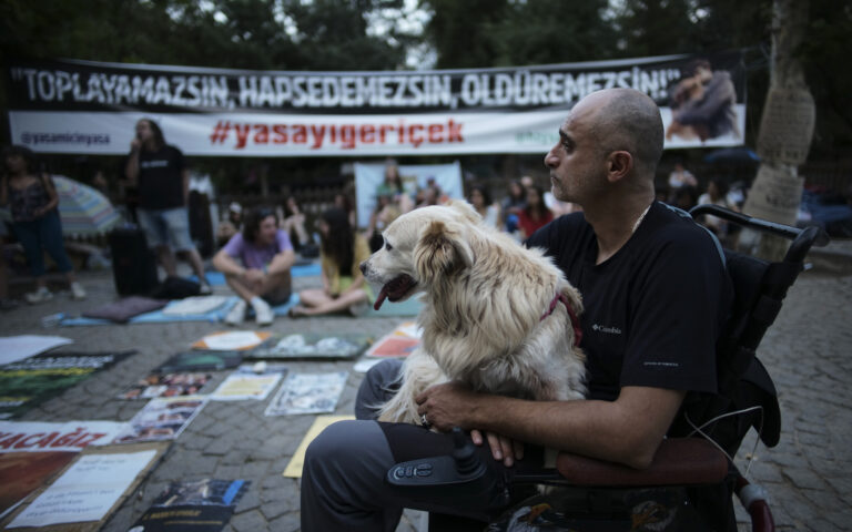 Committee approves bill to regulate Turkey’s stray dog population, raising mass killing fears