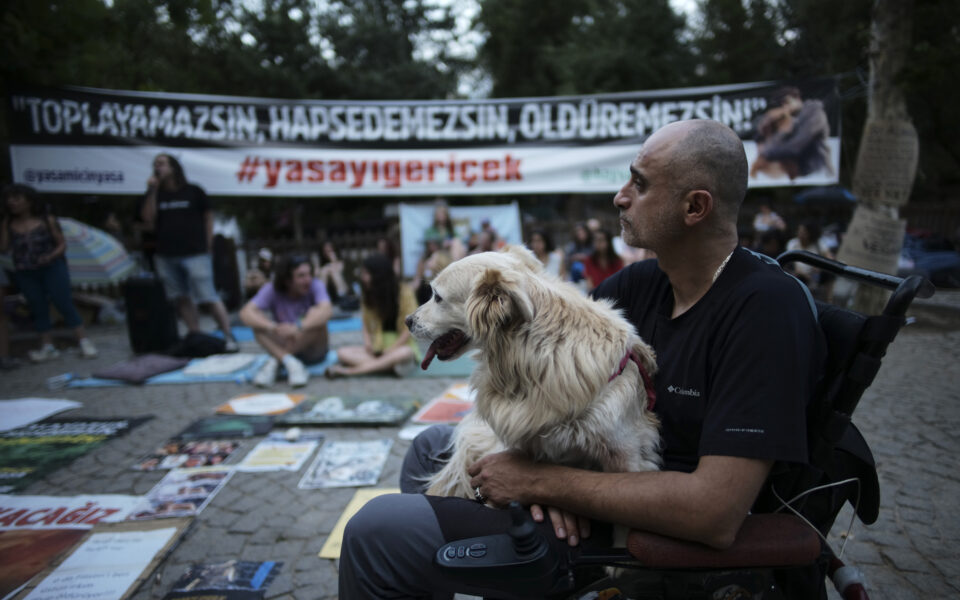 Committee approves bill to regulate Turkey’s stray dog population, raising mass killing fears