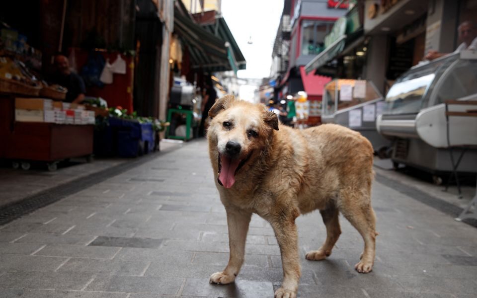 Turkish police scuffle with protesters rallying against bill targeting stray dogs