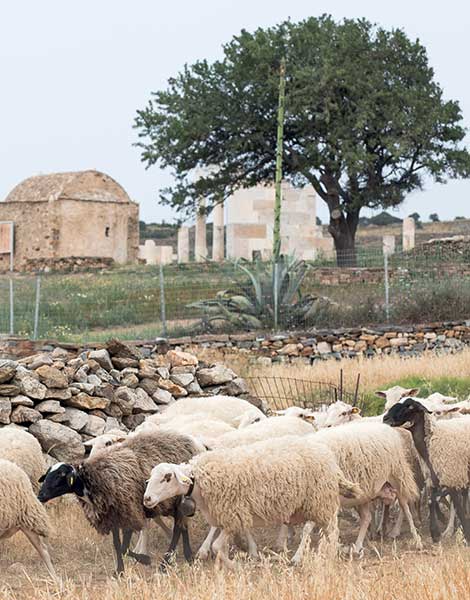 discovering-the-diverse-charms-of-naxos11