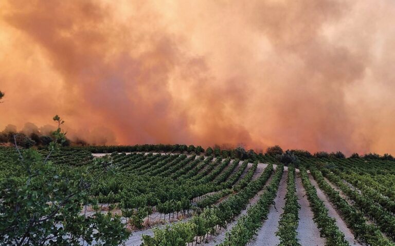 Nemea winemakers taking stock of fire damage to vines