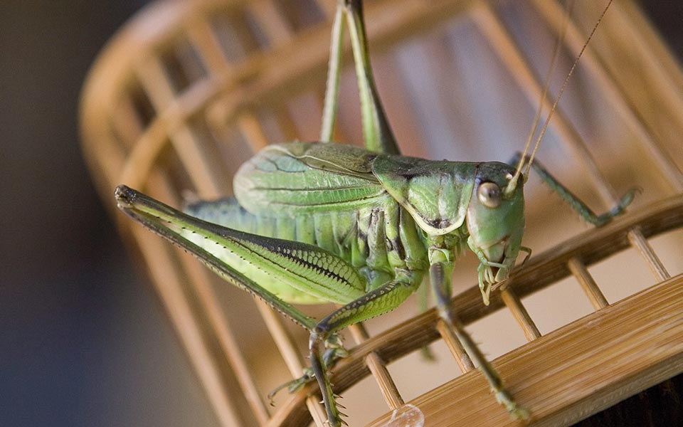 Crickets test patience of residents