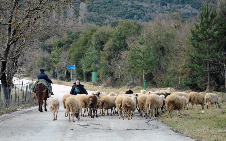 Country in grip of cattle plague