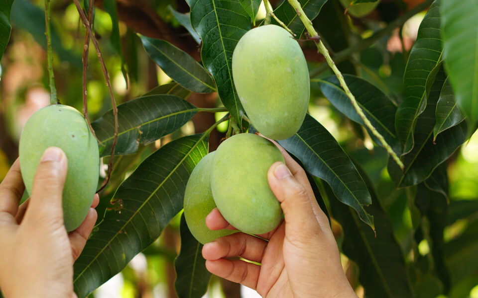 Climate change favors cultivation of exotic fruit