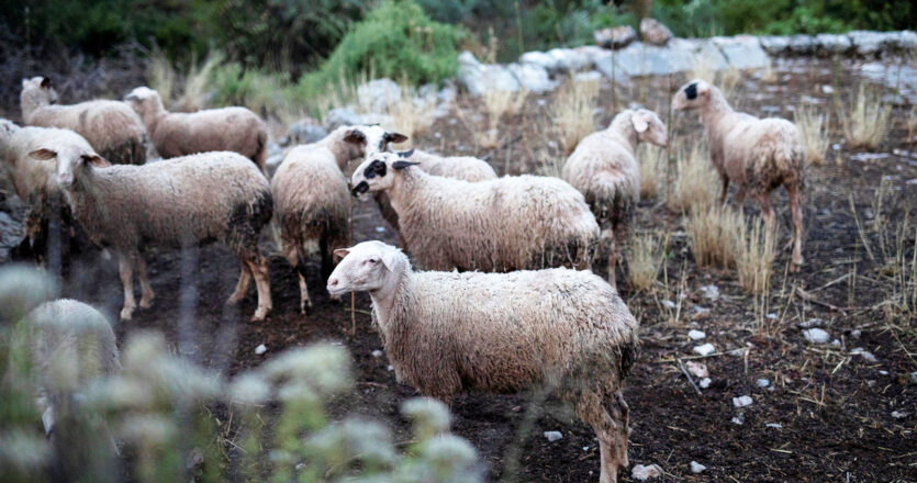 New nationwide ban on livestock movement after sheep pox outbreaks