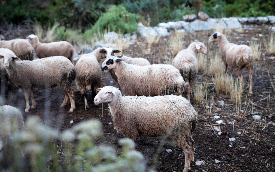 Nationwide ban on livestock movement after PPR outbreaks | eKathimerini.com