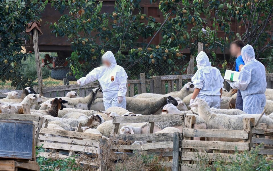 Partial revision of measures against sheep plague