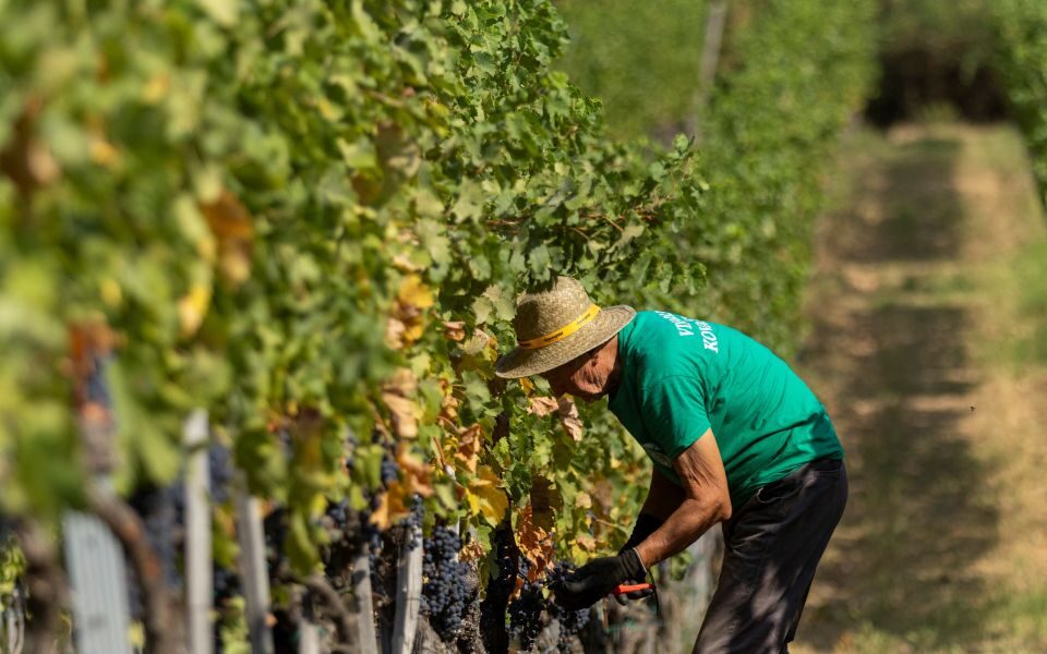 Wine wins, crops lose, as farmers grapple with record Balkans heat