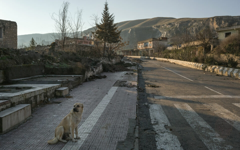 Turkey seeks to cull its stray dogs. Critics say it’s about politics