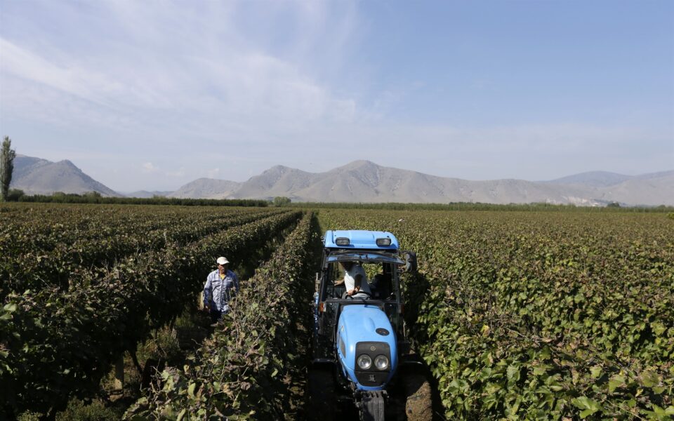 Heatwaves hurting Greece’s wine regions