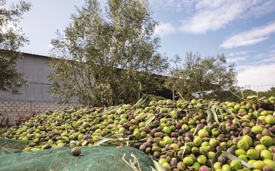 Greek funds increasingly turn to foods sector for opportunities