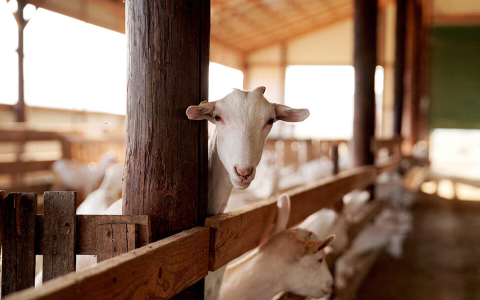 Greece partially lifts ban for transporting animals after goat plague