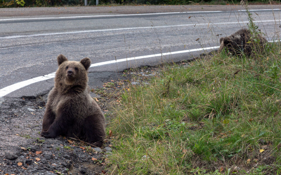 Two bear cubs killed in traffic accident in Florina