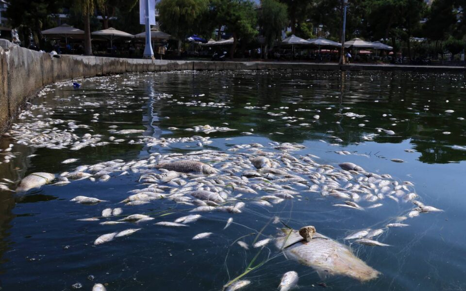 Authorities in Volos to discuss dead fish phenomenon