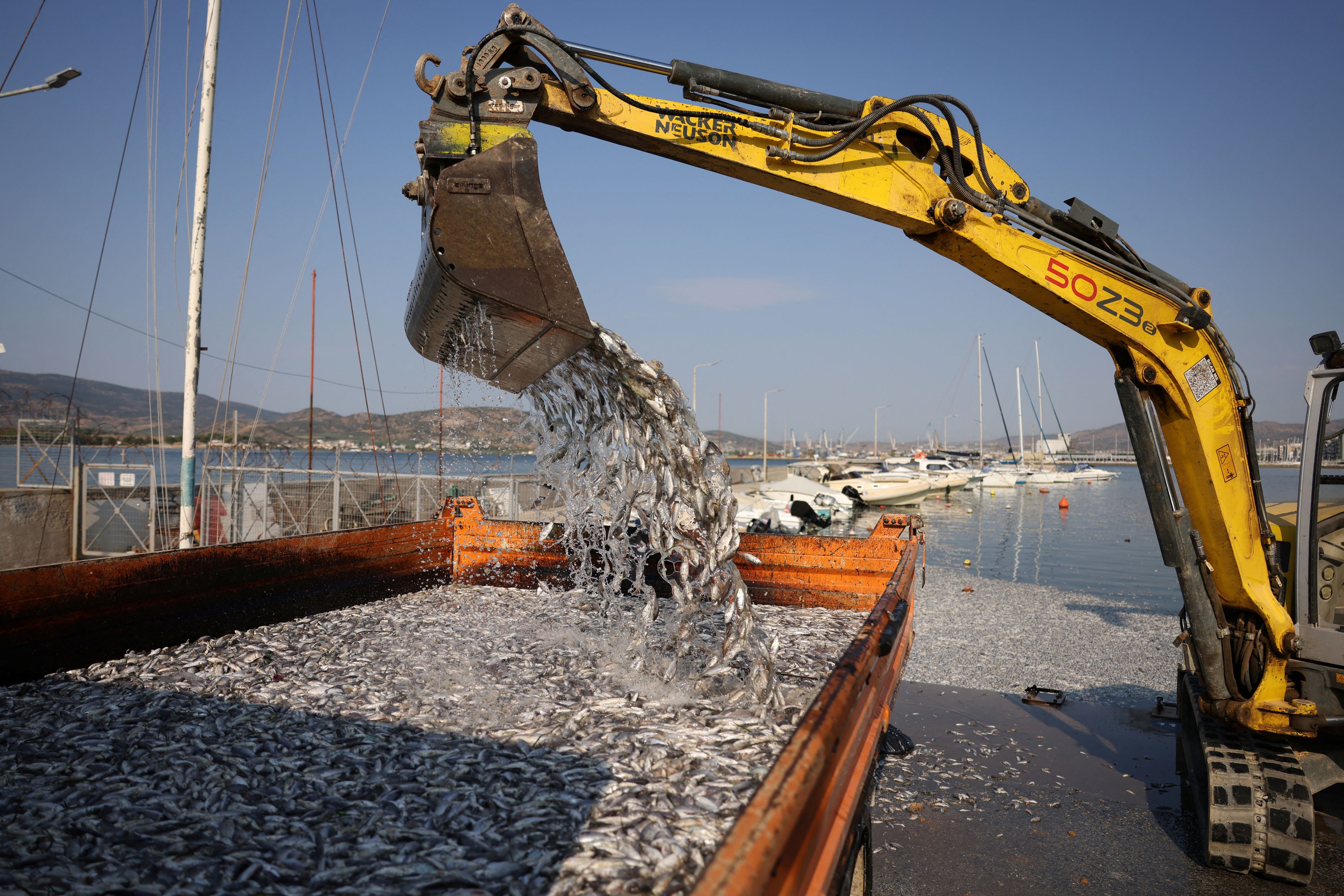 dead-fish-blanket-greek-tourist-port-after-flooding1