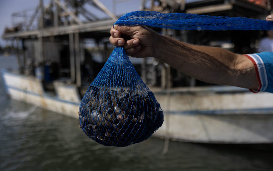 A sea of loss: Pieria mussel farmers face climate devastation