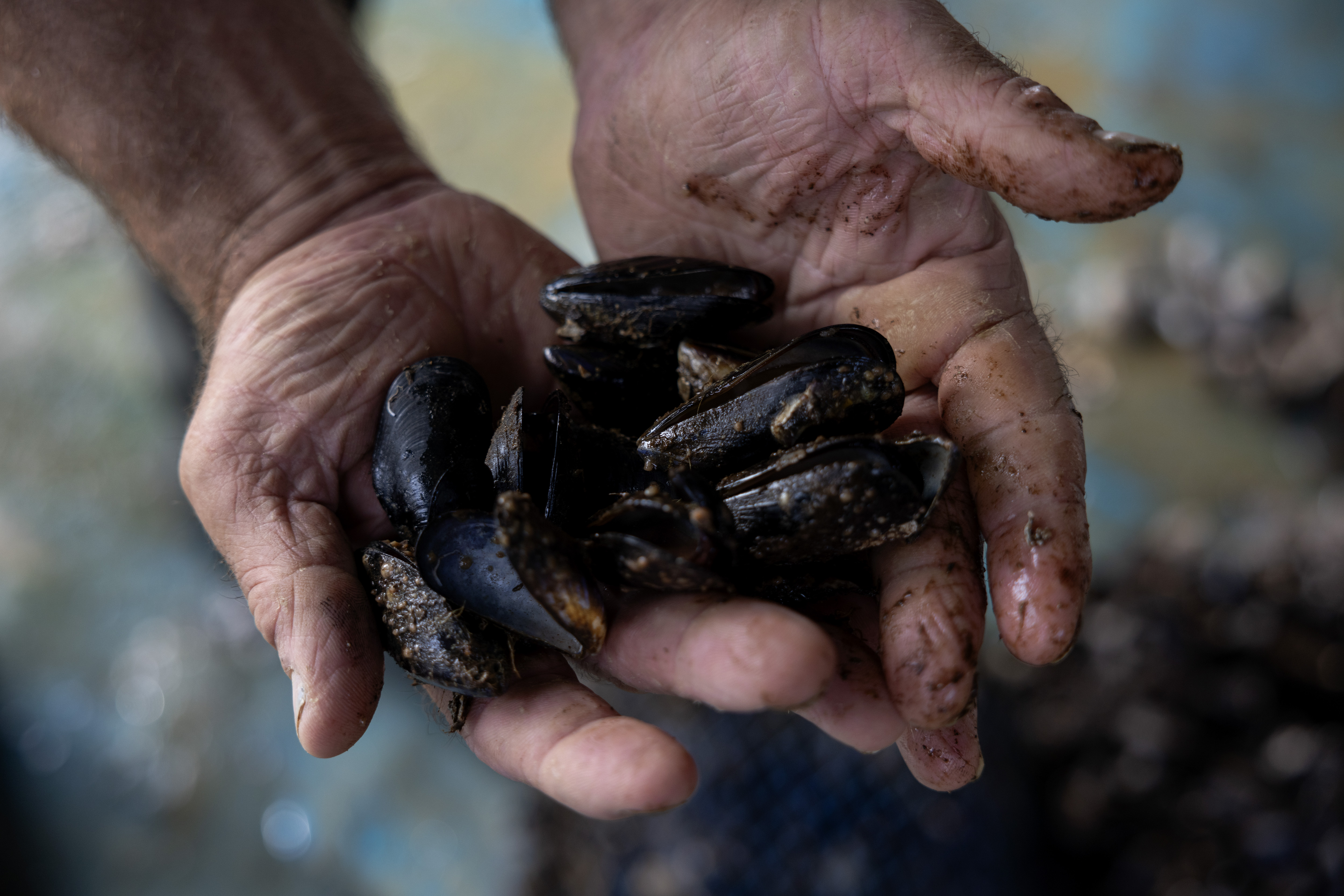 a-sea-of-loss-pieria-mussel-farmers-face-climate-devastation11