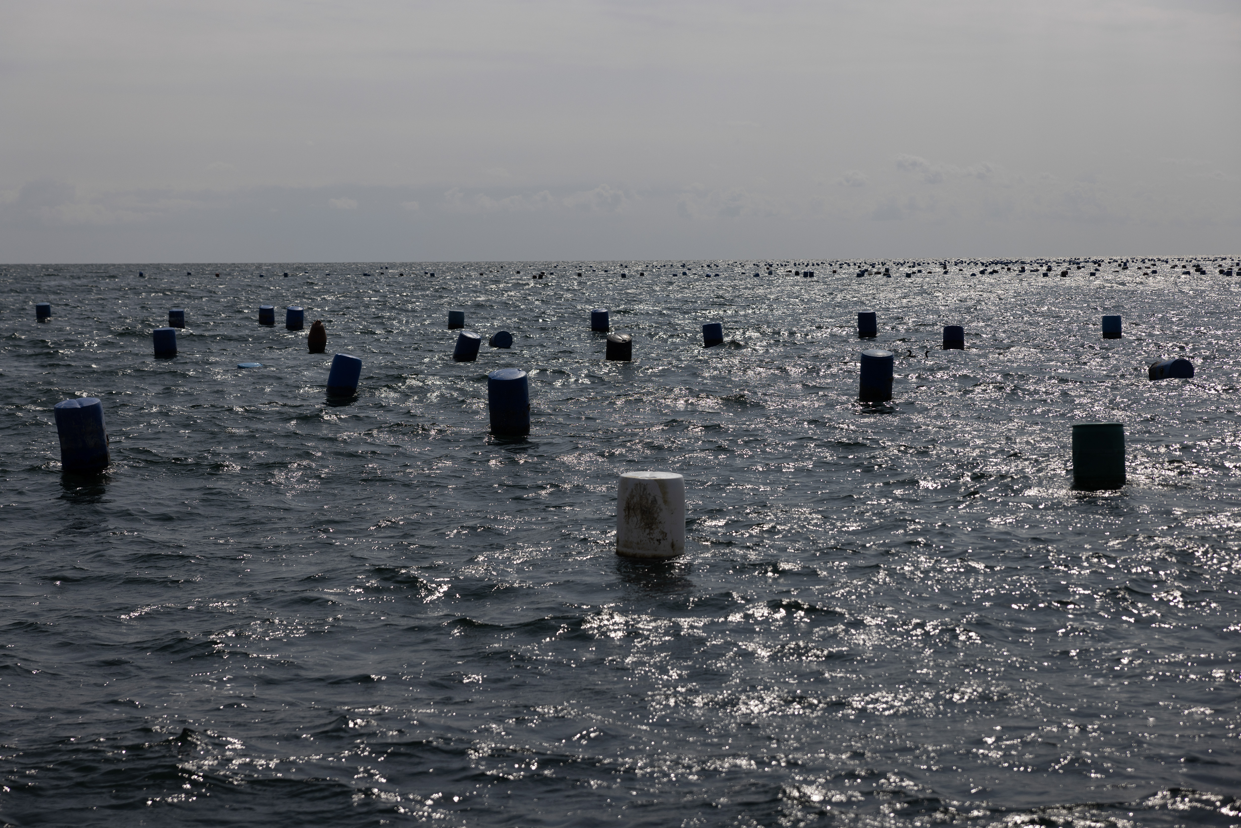 a-sea-of-loss-pieria-mussel-farmers-face-climate-devastation1