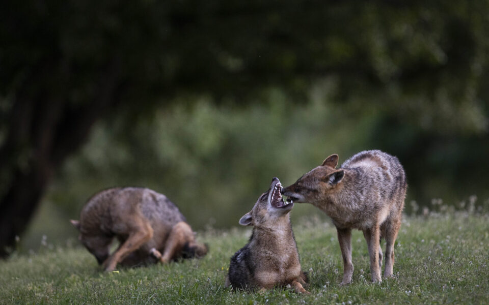 Jackals shot and hung