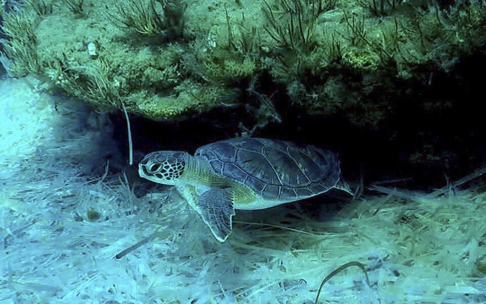 Sea turtles make big comeback on sandy beaches at two British military bases in Cyprus