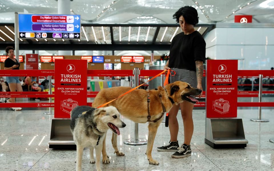 Turkey’s stray dogs find homes abroad after new law to clear them off streets