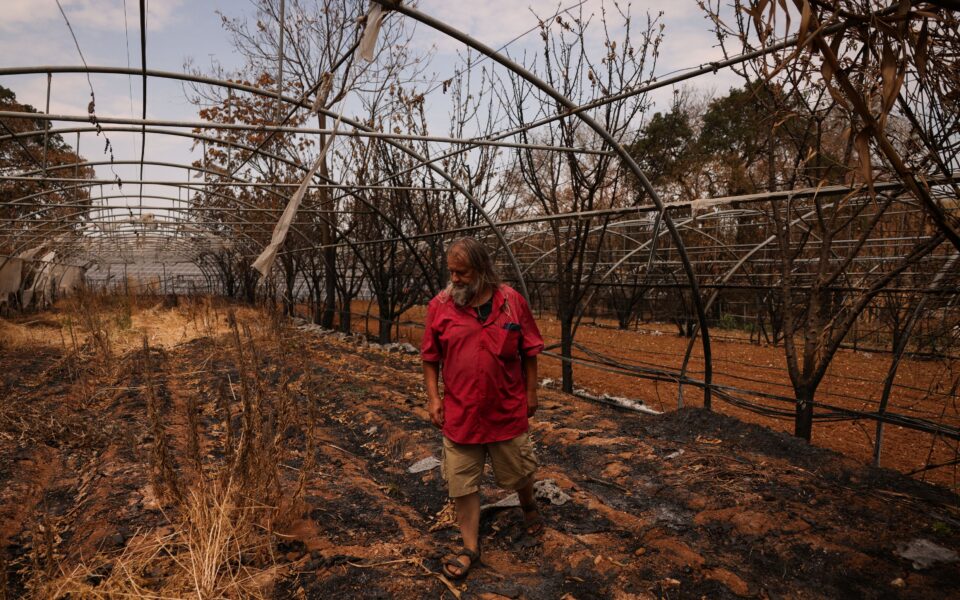 As wildfires wipe out forests, Greeks debate: To replant, or not?