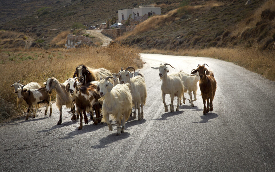 New cases of goat plague detected in Ilia