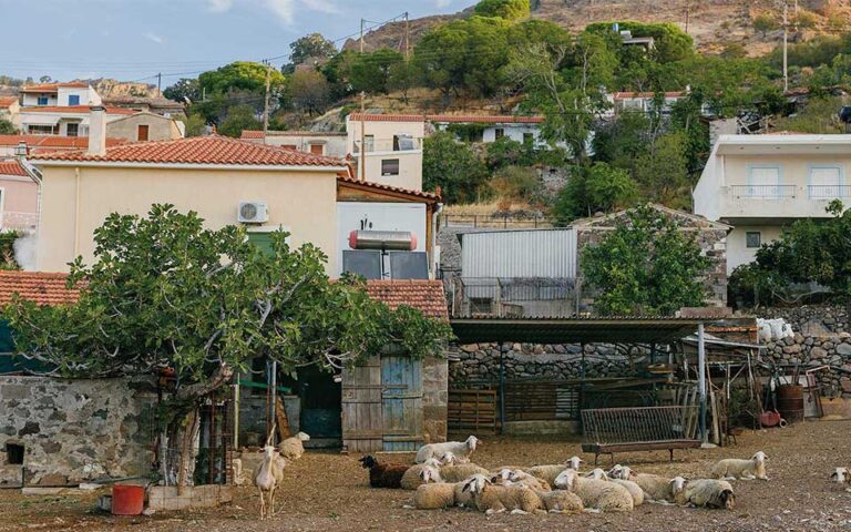 The taste of Lesvos: Vasilas’ traditional ladotyri cheese