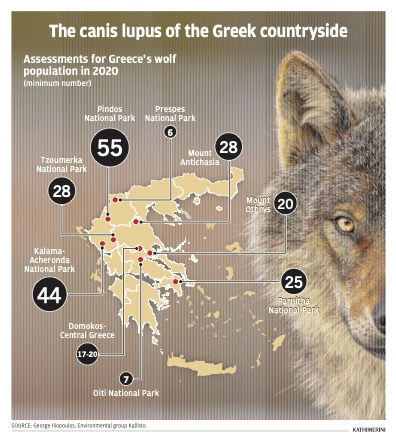 The uneasy return of the wolf to Mt Parnitha