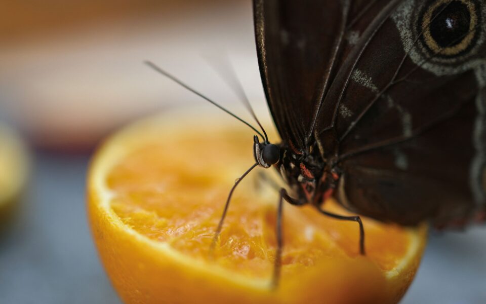 Climate change a worry for Greece’s hungry butterflies