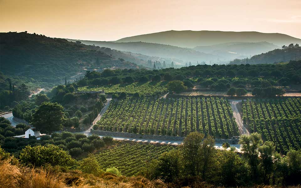 the-cretan-vineyard-5500-years-in-a-nine-minute-read1