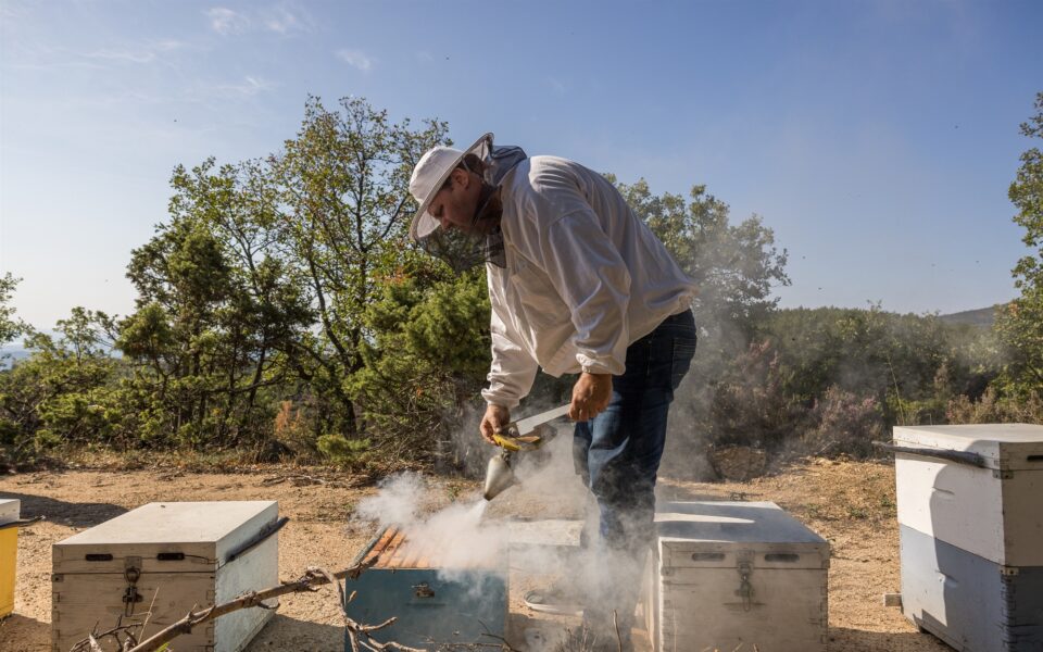 Greek honey production plummets due to climate change