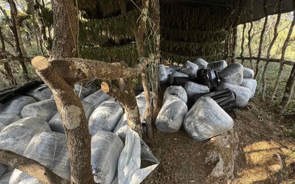 Major cannabis crop seized in Tripoli