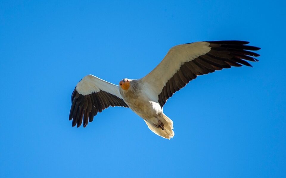 Rare vulture disappears from radar on maiden migration