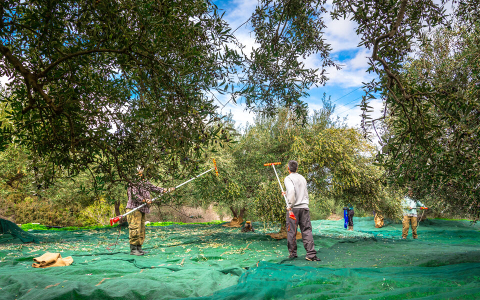 Students answer call to save Crete’s olive harvest