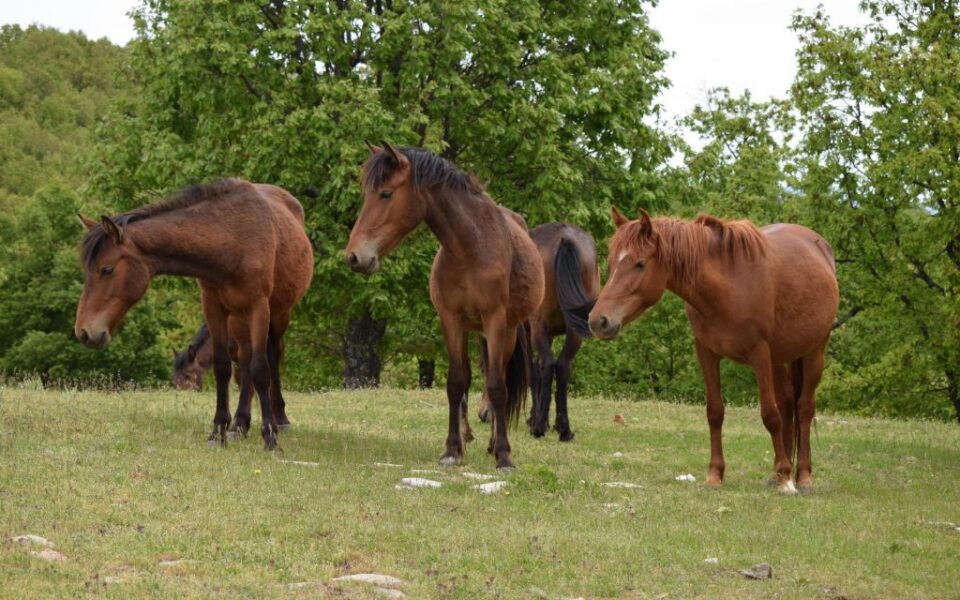 Locals seek help to ‘coexist’ with wild ponies on Pindos