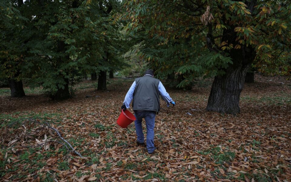 Greece’s chestnut harvest set to shrink, hit by drought and heat